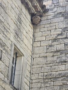 Présence d'un nid de frelons Asiatique sur un mur pour présenter les Guêpes et Frelons à Privas (07) Présence d'un nid de frelons Asiatique sur un mur pour présenter les Guêpes et Frelons à Privas (07) Intervention de traitement des nids de Guêpes et Frelons Le Pouzin et Alentours