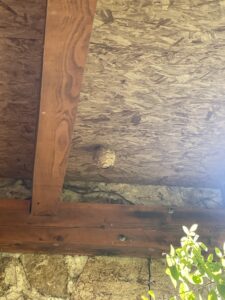 Vue sur un nid de frelons asiatiques situé sous un porche à Chomérac 